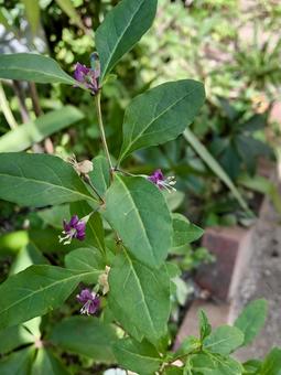 枸杞の花 花,枸杞,クコの実の写真素材