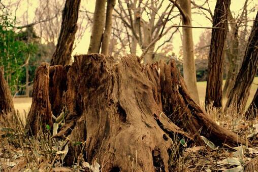 切り株 切株,木材,樹木の写真素材