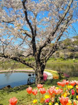 チューリップと桜 チューリップ,桜,花の写真素材