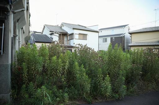 伸び続ける雑草 空き地 伸び続ける雑草 空き地 住宅街,雑草,空き地の写真素材