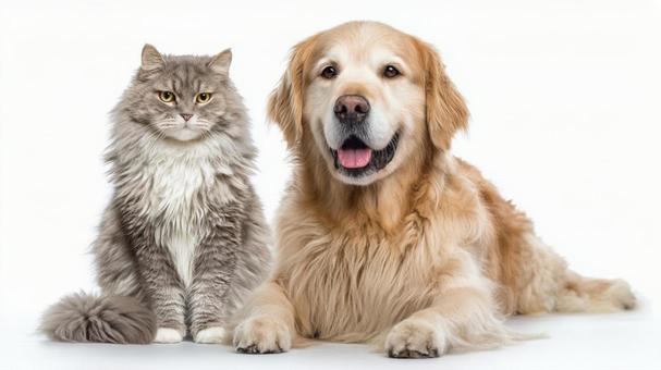 A dog sitting and a cat lying down in front of a white background, dog, cat, golden retriever, JPG