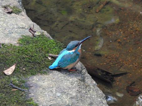 橋の下の岩にいるカワセミ カワセミ,鳥,鳥類の写真素材