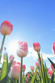 Photo, tulip, blue sky, sky, 