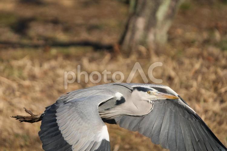 羽ばたくアオサギの勇姿 アオサギ,鳥,飛んでいるの写真素材