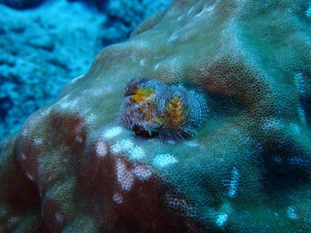 イバラカンザシ イバラカンザシ,ダイビング,海の写真素材