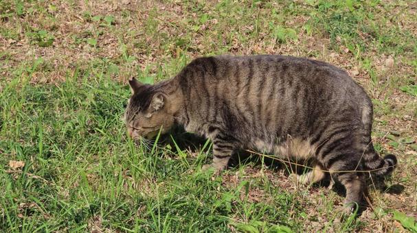健康管理のため猫草を食べるもふもふ猫 猫,キジトラ,猫草の写真素材