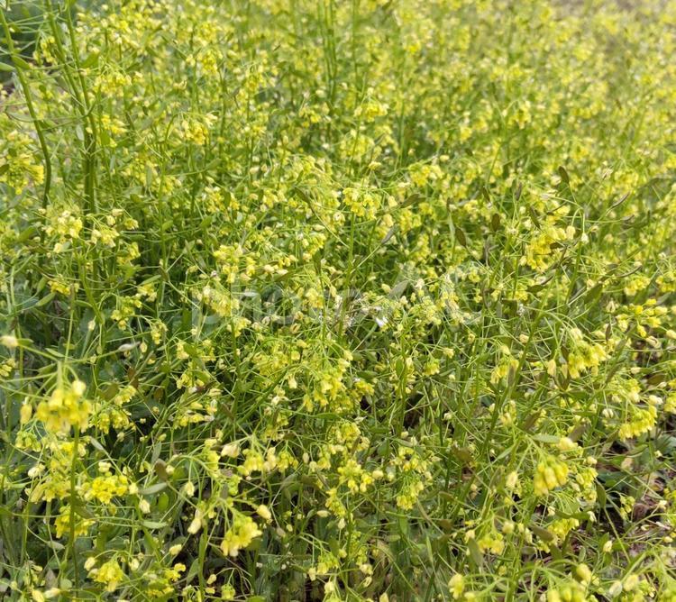 黄色いお花の世界へ、ようこそ 花,花畑,黄色の写真素材