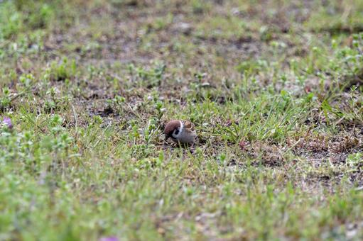 草地で餌を探すスズメ 草地で餌を探すスズメ スズメ,鳥,野鳥の写真素材