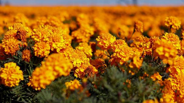 【花の写真】マリーゴールドの写真