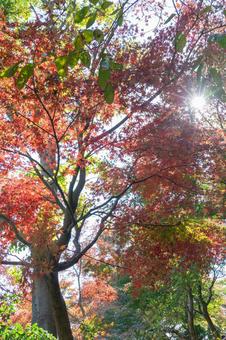 秋の気配・色づく紅葉 秋の気配・色づく紅葉 紅葉,秋,モミジの写真素材