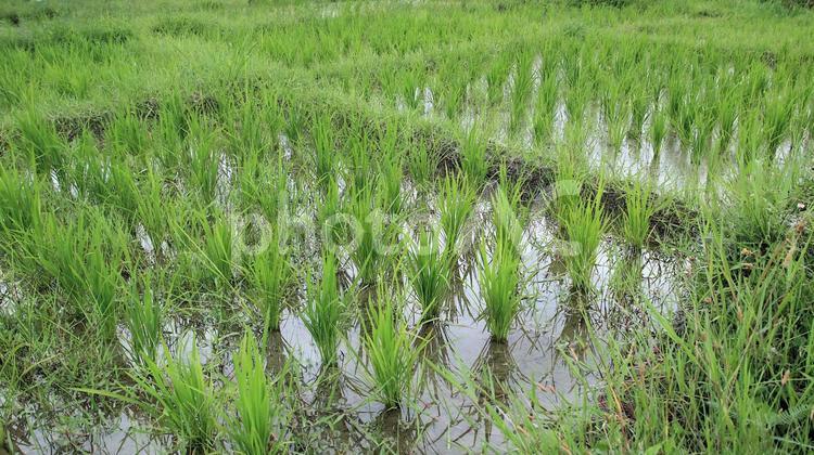 古代米（赤米）を栽培する登呂遺跡の田んぼ 登呂遺跡,稲作文化,田んぼの写真素材