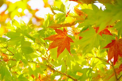 もみじ 紅葉,アップ,真ん中の写真素材