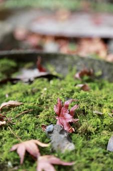 苔の上に落ちた紅葉 苔の上に落ちた紅葉の写真