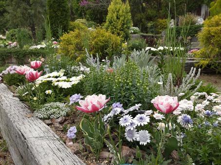 春の花壇 春の花壇の写真