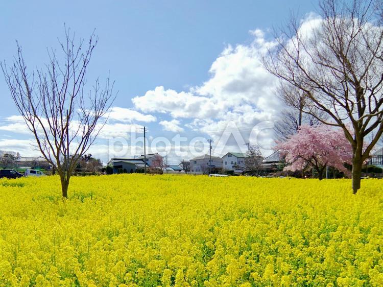 菜の花と桜　青空 菜の花,桜,花の写真素材