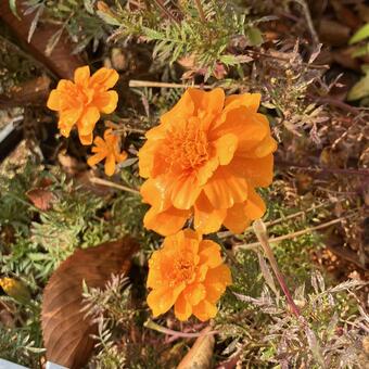 雨上がりのマリーゴールド マリーゴールド,雨,しずくの写真素材