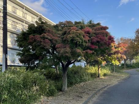 公園の風景 公園の風景の写真