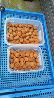 自家製梅干し土用干し完了 梅干し,梅,南高梅の写真素材