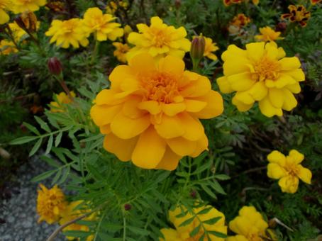 マリーゴールド 植物,花,キク科の写真素材