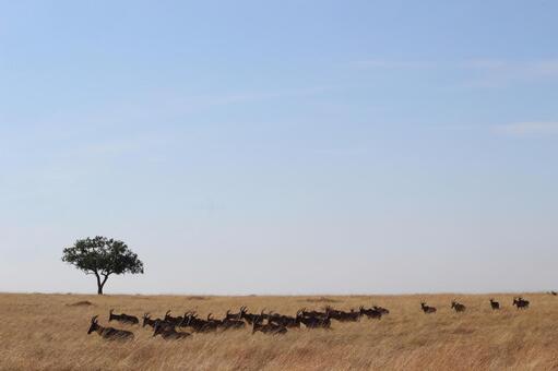 トピの群れ アフリカ,サバンナ,ケニアの写真素材