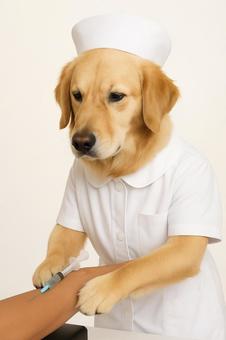 採血をする犬 採血をする犬の写真
