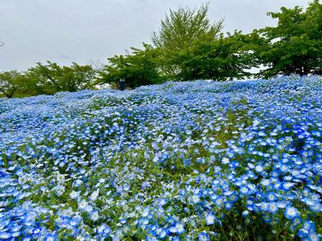 ネモフィラの写真