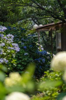 Tsumanogo Hydrangea Garden, JPG
