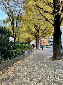 白金　秋の風景 白金,いちょう,イチョウの写真素材