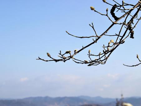 青空とコブシの芽 青空とコブシの芽の写真
