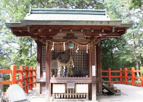 八大神社 下り松古木 八大神社 下り松古木 八大神社,下り松古木,はちだいじんじゃの写真素材