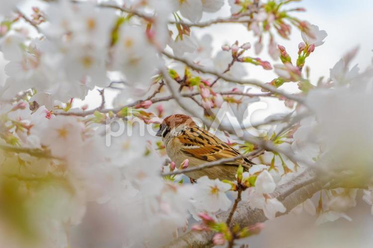 桜に囲まれたスズメのひととき スズメ,鳥,野鳥の写真素材