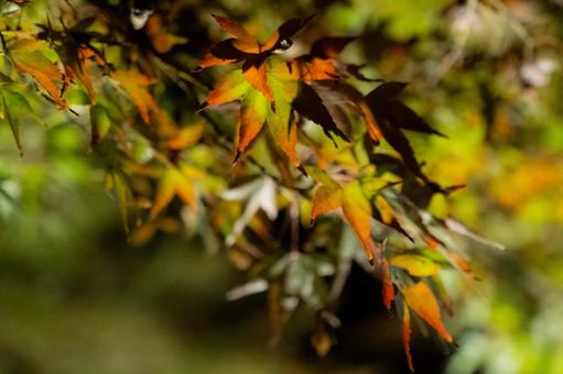 紅葉/もみじ 自然,風景,植物の写真素材