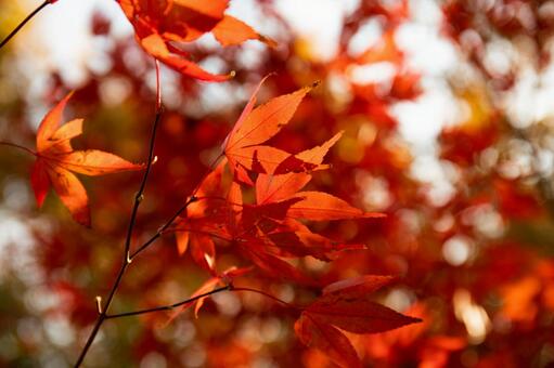 紅葉 紅葉の写真