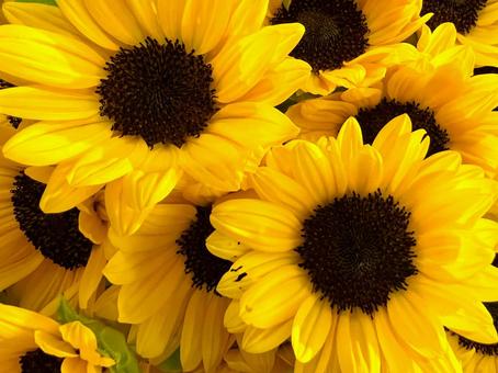 ひまわり ひまわり ひまわり,花,アップの写真素材