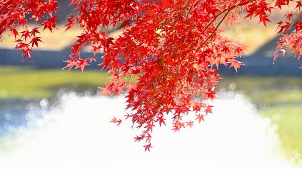 噴水の輝く水しぶきと紅葉 噴水の輝く水しぶきと紅葉の写真