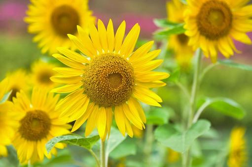 元気にさいたひまわりの花 元気にさいたひまわりの花 ひまわり,向日葵,花の写真素材