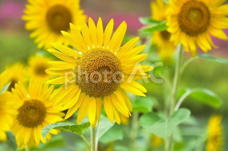 元気にさいたひまわりの花 ひまわり,向日葵,花の写真素材