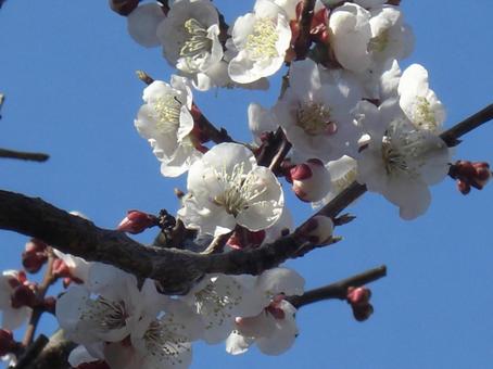 梅の花のボケ背景-1 梅の花のボケ背景-1 背景,ボケ,梅の写真素材