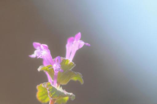 ホトケノザ 雑草 小さな花 かわいい ホトケノザ 雑草 小さな花 かわいいの写真