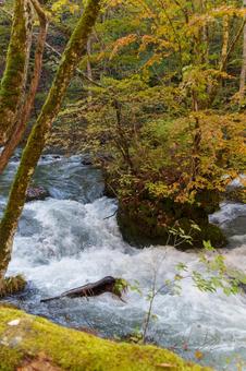奥入瀬の紅葉の写真