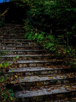 鬱蒼とする森の中の階段 ハイキング,マイナスイオン,森林の写真素材