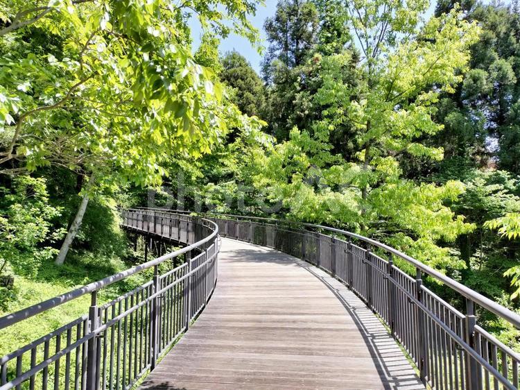 津久井湖城山公園　初夏のデッキ園路 神奈川県立津久井湖城山公園,津久井城,津久井城址の写真素材