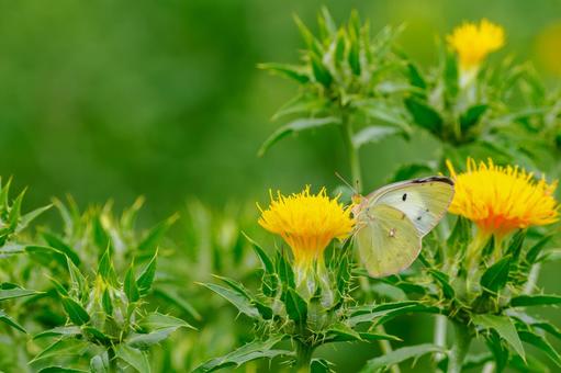 Monad butterfly (59), JPG