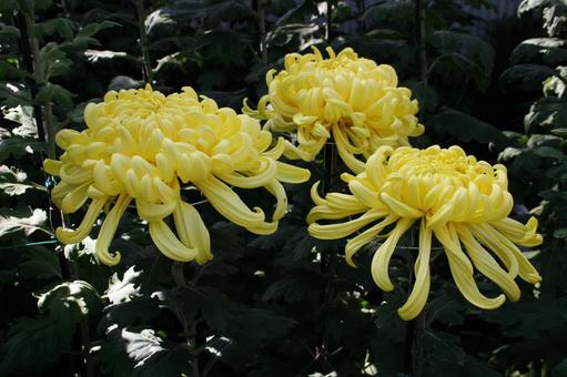 わきく・和菊 大菊 マクロ わきく・和菊 大菊 マクロ 花,秋,伝統的な菊の写真素材