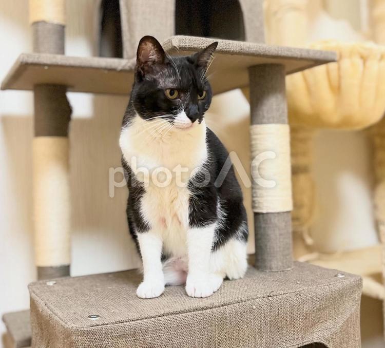 キャットタワーで見張りをする白黒猫 ハチワレ,座る,キャットタワーの写真素材
