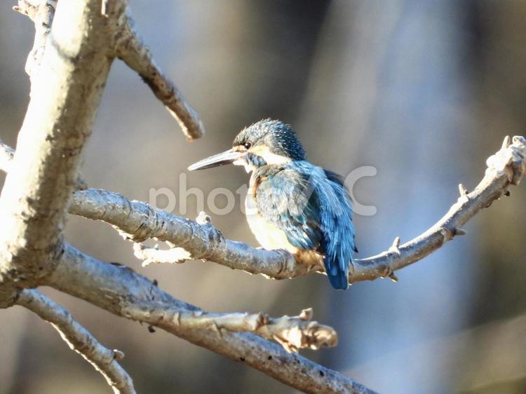 枝にとまるカワセミ 鳥,野鳥,カワセミの写真素材
