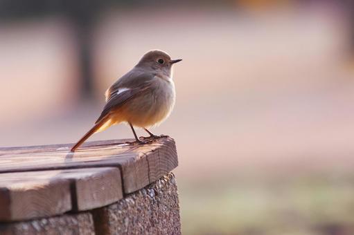 公園で陽の光を浴びるジョウビタキ 公園で陽の光を浴びるジョウビタキ 鳥,ジョウビタキ,冬の写真素材