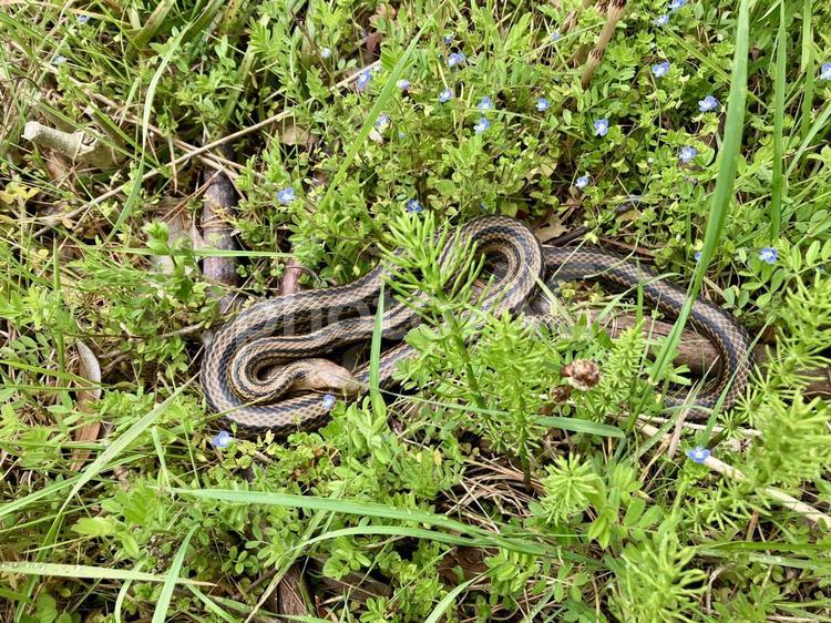 シマヘビ シマヘビ,ヘビ,蛇の写真素材