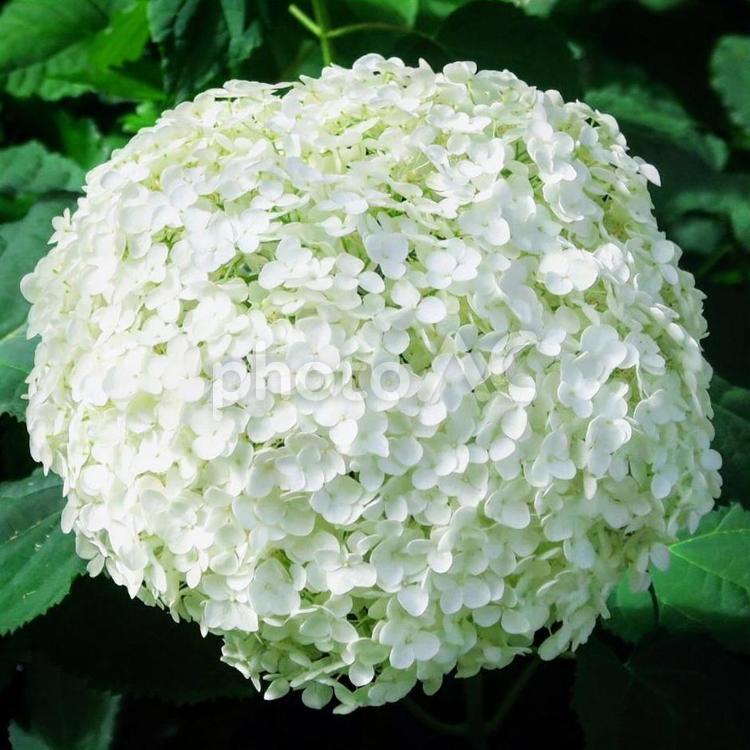 あじさい  hydrangea あじさい,アジサイ,紫陽花の写真素材