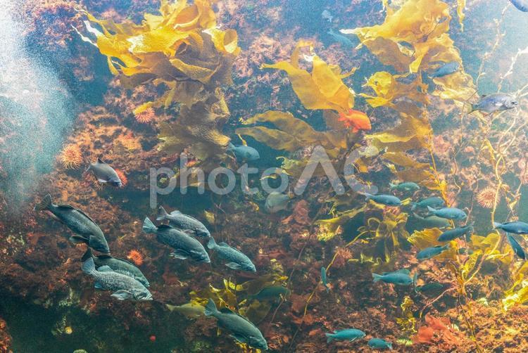水族館の水槽で泳ぐ魚たち 水族館,海,魚の写真素材